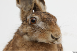 Head Rabbit Animal photo references